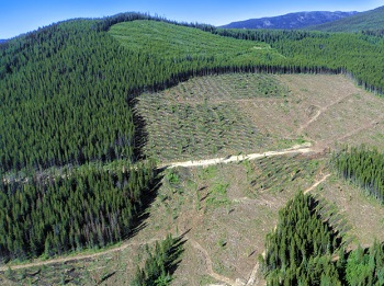 Forestry