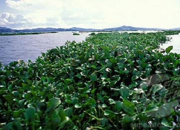 Masses of water Hyacinth collecting downwind on Lake Victoria, Uganda.