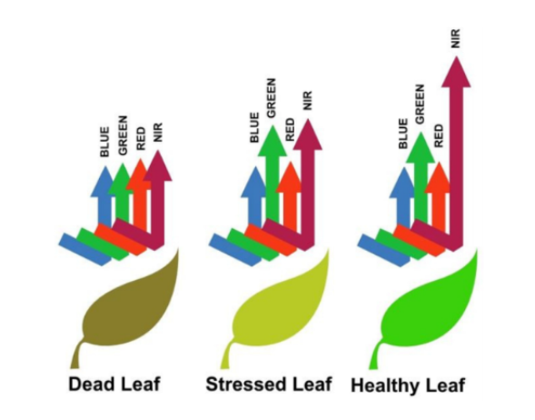 Plant Stress Plant Stress_Swift