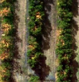 Vegetation monitoring 3