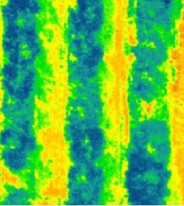 Vegetation monitoring 4
