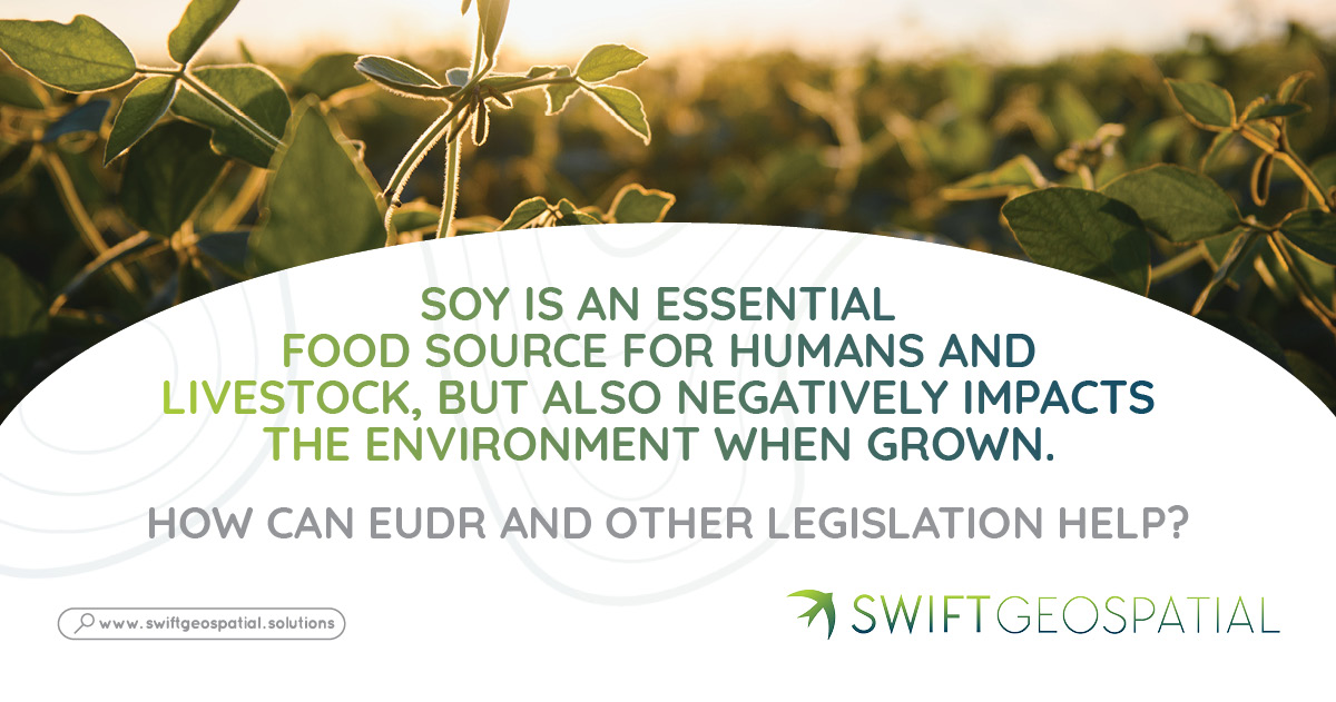 Soy protein contains all nine essential amino acids and important nutrients. Its high protein content, alongside other benefits, makes soy an attractive food source for both human consumption and livestock feed. But soy is also an intensively grown crop heavily reliant on land use, fertiliser, and pesticides. How can EUDR and other legislation help prevent unsustainable cultivation? Soy protein contains all nine essential amino acids and important nutrients. Its high protein content, alongside other benefits, makes soy an attractive food source for both human consumption and livestock feed. But soy is also an intensively grown crop heavily reliant on land use, fertiliser, and pesticides. How can EUDR and other legislation help prevent unsustainable cultivation?