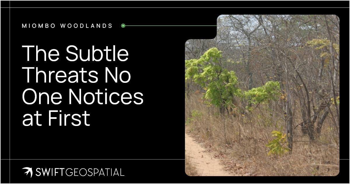 Swift Post Miombo Woodlands 4